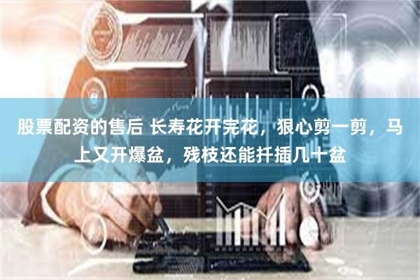 股票配资的售后 长寿花开完花，狠心剪一剪，马上又开爆盆，残枝还能扦插几十盆